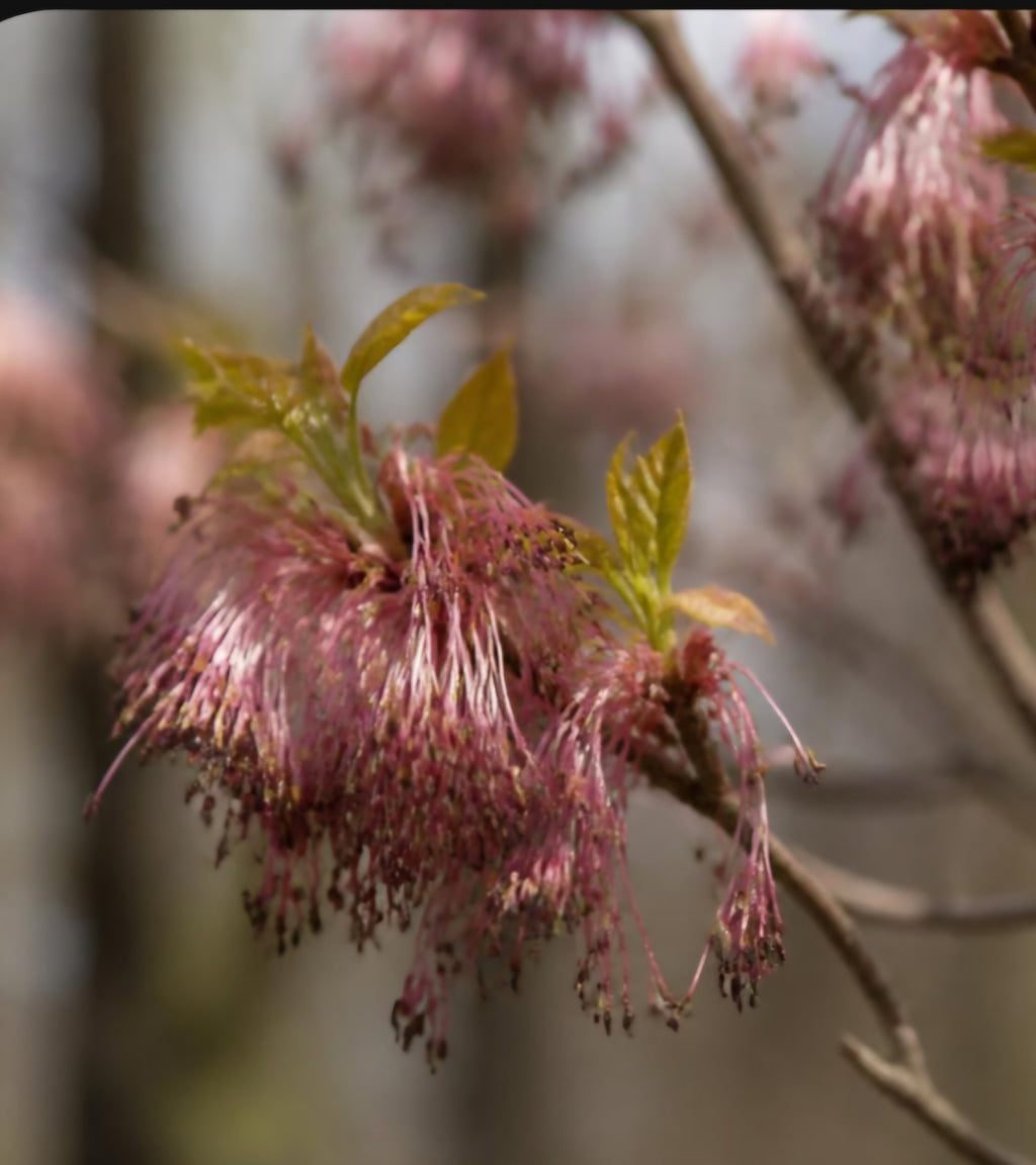 Ash Blossoms (dark)